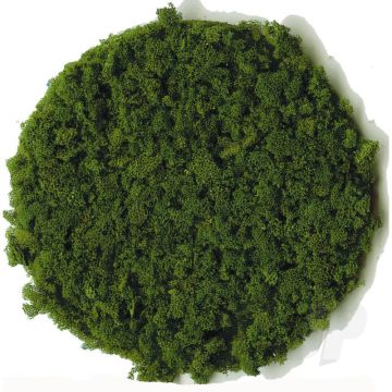 Heki 3389 Dark Green Foam Granules Large For Scenic Diorama Model Trains