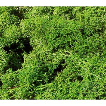 Heki 3210 Standard Lichen Light Green For Scenic Diorama Model Trains