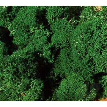 Heki 3231 Monster Lichen Dark Green For Scenic Diorama Model Trains